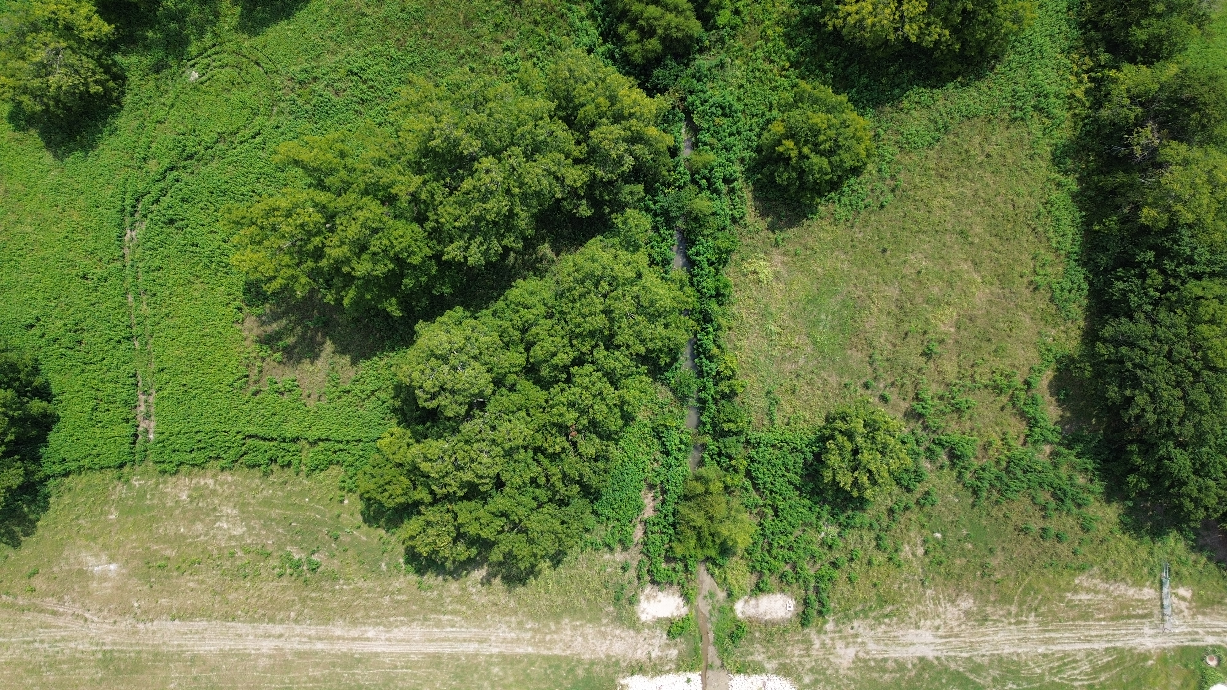 Aerial view of the natural spring channel flowing through mature tree canopy at 2602 Woodlawn